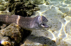 Moray Eel showing he’s not a fan of photographers. Taken ... by Steve Dolan 